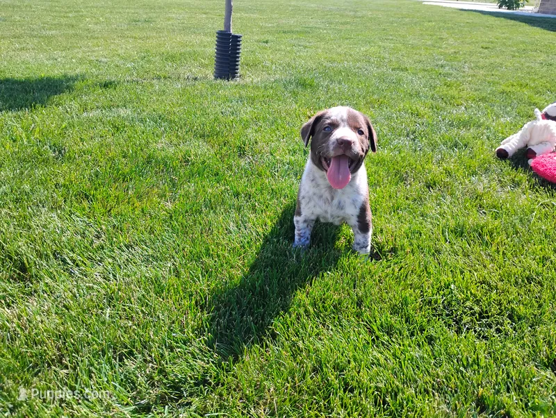 Owen  – Australian Cattle Dog, German Shorthaired Pointer puppy for sale in Spencerville, IN