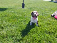 Owen , a male Australian Cattle Dog and German Shorthaired Pointer for sale in Spencerville, IN – 1 of 10
