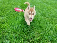 Nash , a male Siberian Husky for sale in Spencerville, IN – 5 of 8