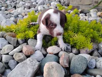 Owen , a male Australian Cattle Dog and German Shorthaired Pointer for sale in Spencerville, IN – 8 of 10