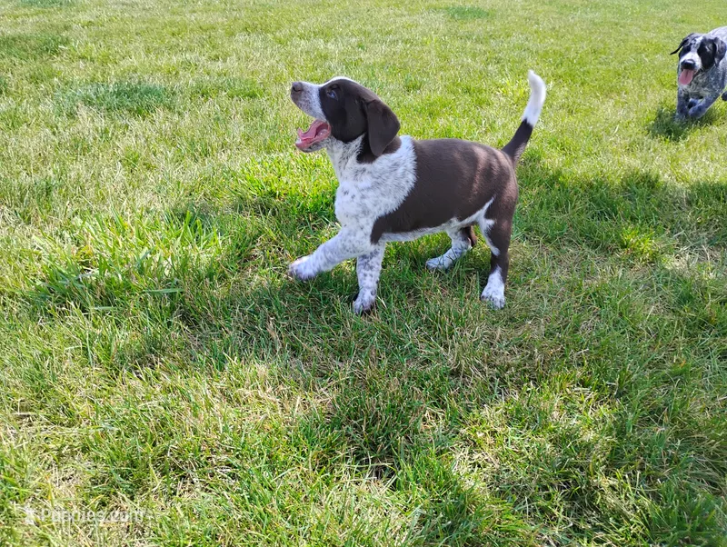 Oakly  – Australian Cattle Dog, German Shorthaired Pointer puppy for sale in Spencerville, IN