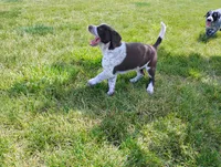 Oakly , a female Australian Cattle Dog and German Shorthaired Pointer for sale in Spencerville, IN – 1 of 10