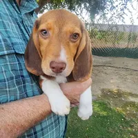 Millie's F 1, a female Beagle for sale in Fresno, CA – Photo 4 of 10
