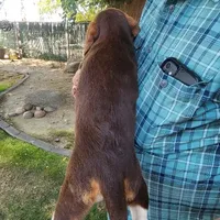 Millie's F 1, a female Beagle for sale in Fresno, CA – Photo 6 of 10