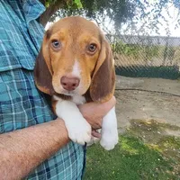 Millie's F 1, a female Beagle for sale in Fresno, CA – Photo 5 of 10