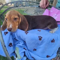 Millie's F 1, a female Beagle for sale in Fresno, CA – Photo 2 of 10