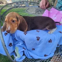 Millie's F 1, a female Beagle for sale in Fresno, CA – Photo 3 of 10