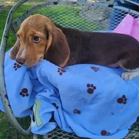 Millie's F 1, a female Beagle for sale in Fresno, CA – Photo 1 of 10