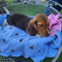Millie's F 1, a female Beagle for sale in Fresno, CA – Photo 9 of 10