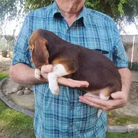 Millie's F 1, a female Beagle for sale in Fresno, CA – Photo 7 of 10