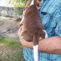 Millie's F 3, a female Beagle for sale in Fresno, CA – Photo 6 of 10