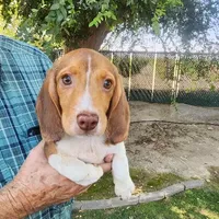 Millie's F 3, a female Beagle for sale in Fresno, CA – Photo 4 of 10