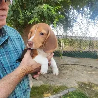 Millie's F 3, a female Beagle for sale in Fresno, CA – Photo 1 of 10