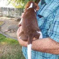 Millie's F 3, a female Beagle for sale in Fresno, CA – Photo 7 of 10