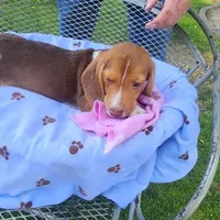 Millie's F 3, a female Beagle for sale in Fresno, CA – Photo 5 of 10