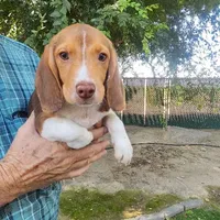 Millie's F 3, a female Beagle for sale in Fresno, CA – Photo 2 of 10