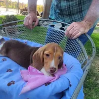 Millie's F 3, a female Beagle for sale in Fresno, CA – Photo 10 of 10