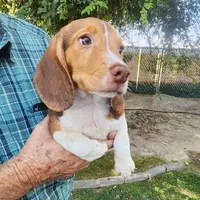 Millie's F 3, a female Beagle for sale in Fresno, CA – Photo 3 of 10