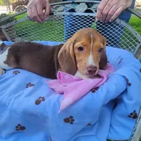 Millie's F 3, a female Beagle for sale in Fresno, CA – Photo 9 of 10