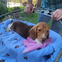 Millie's F 3, a female Beagle for sale in Fresno, CA – Photo 8 of 10
