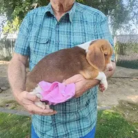 Daisy's Fem, a female Beagle for sale in Fresno, CA – Photo 5 of 10