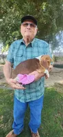 Daisy's Fem, a female Beagle for sale in Fresno, CA – Photo 5 of 10