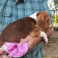 Daisy's Fem, a female Beagle for sale in Fresno, CA – Photo 10 of 10