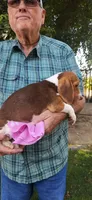 Daisy's Fem, a female Beagle for sale in Fresno, CA – Photo 10 of 10