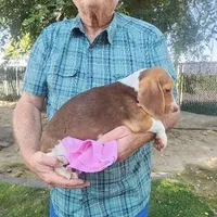 Daisy's Fem, a female Beagle for sale in Fresno, CA – Photo 7 of 10