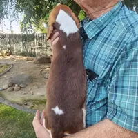 Daisy's Fem, a female Beagle for sale in Fresno, CA – Photo 3 of 10