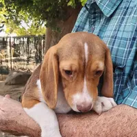 Daisy's Fem, a female Beagle for sale in Fresno, CA – Photo 2 of 10