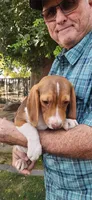Daisy's Fem, a female Beagle for sale in Fresno, CA – Photo 2 of 10