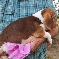 Daisy's Fem, a female Beagle for sale in Fresno, CA – Photo 9 of 10