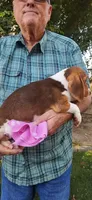 Daisy's Fem, a female Beagle for sale in Fresno, CA – Photo 9 of 10