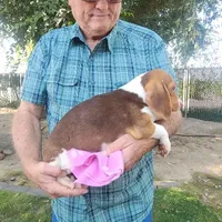 Daisy's Fem, a female Beagle for sale in Fresno, CA – Photo 8 of 10