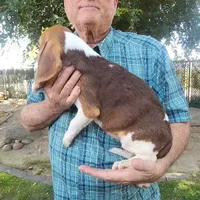 Daisy's Fem, a female Beagle for sale in Fresno, CA – Photo 6 of 10