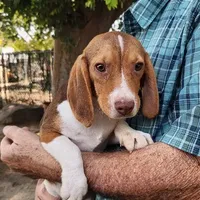 Daisy's Fem, a female Beagle for sale in Fresno, CA – Photo 1 of 10