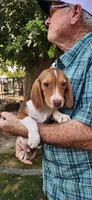 Daisy's Fem, a female Beagle for sale in Fresno, CA – Photo 1 of 10