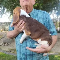 Daisy's Fem, a female Beagle for sale in Fresno, CA – Photo 4 of 10