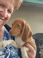 Maggie's Fem, a female Beagle for sale in Fresno, CA – Photo 1 of 10