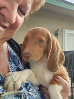Maggie's Fem, a female Beagle for sale in Fresno, CA – Photo 2 of 10