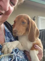 Maggie's Fem, a female Beagle for sale in Fresno, CA – Photo 3 of 10