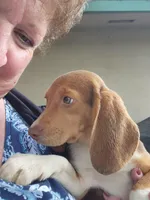 Maggie's Fem, a female Beagle for sale in Fresno, CA – Photo 4 of 10