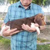 Millie's F 2, a female Beagle for sale in Fresno, CA – Photo 4 of 10