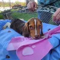 Millie's F 2, a female Beagle for sale in Fresno, CA – Photo 9 of 10