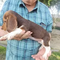 Millie's F 2, a female Beagle for sale in Fresno, CA – Photo 3 of 10