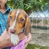 Millie's F 2, a female Beagle for sale in Fresno, CA – Photo 1 of 10