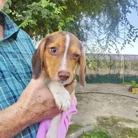 Millie's F 2, a female Beagle for sale in Fresno, CA – Photo 5 of 10