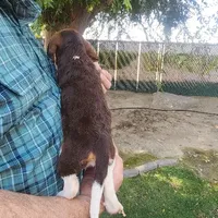 Millie's F 2, a female Beagle for sale in Fresno, CA – Photo 10 of 10