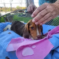 Millie's F 2, a female Beagle for sale in Fresno, CA – Photo 8 of 10